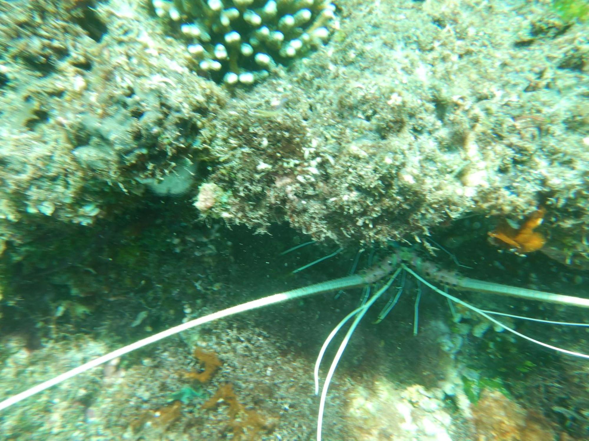 Вилла Raja Ampat Blue Sea Besir Экстерьер фото
