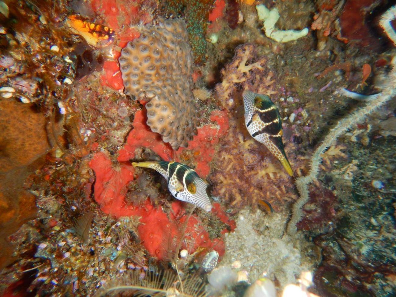 Вилла Raja Ampat Blue Sea Besir Экстерьер фото